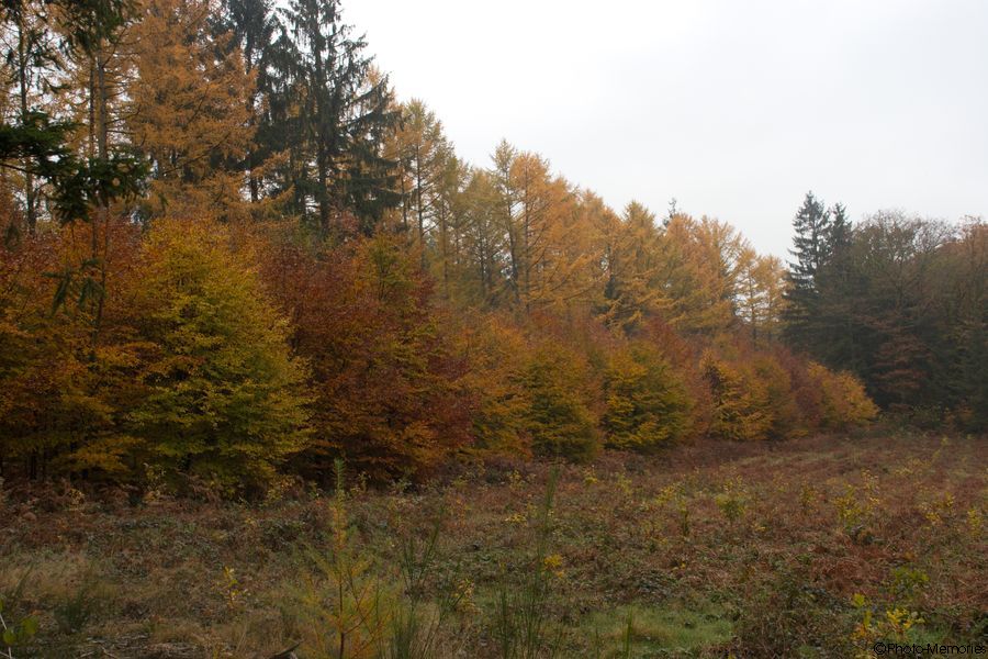 2007-11-01-0003.jpg