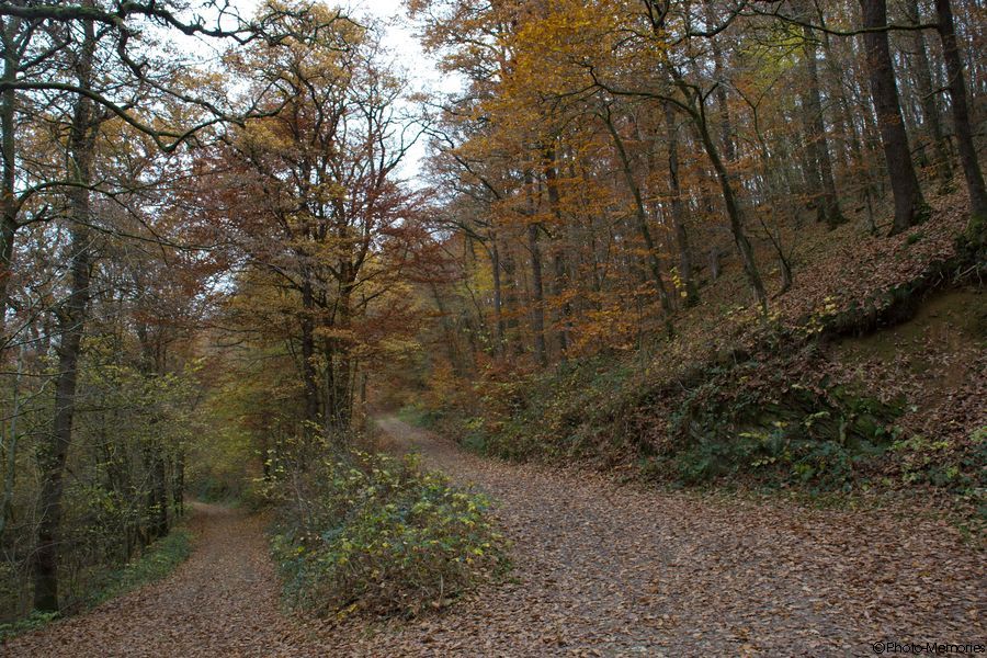 2007-11-04-0110.jpg