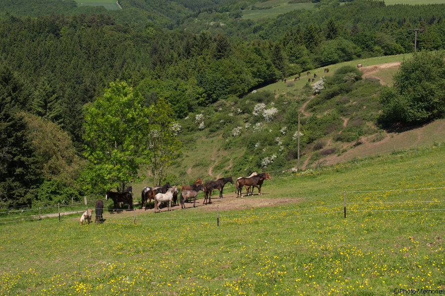 2009-05-22-0032.jpg