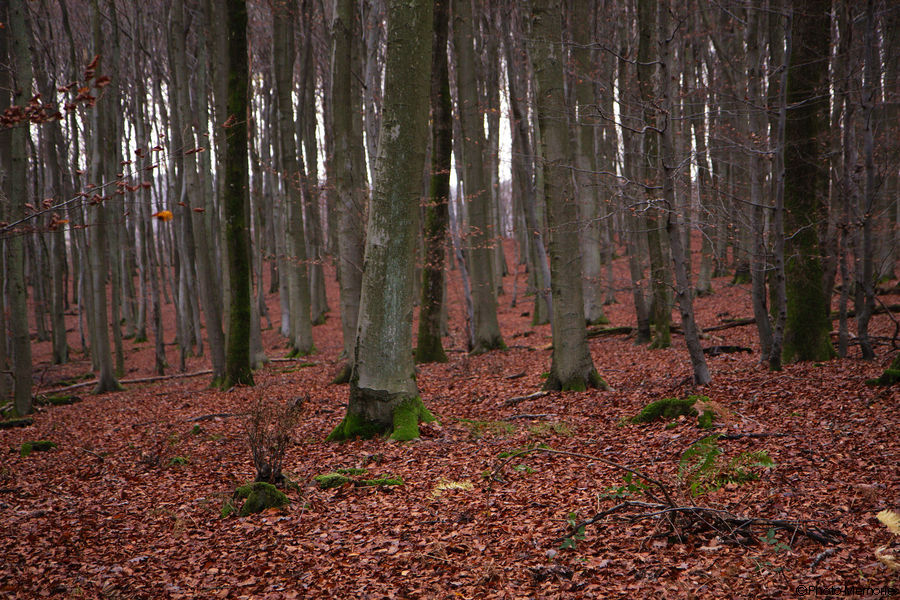 2010-11-12-0021.jpg