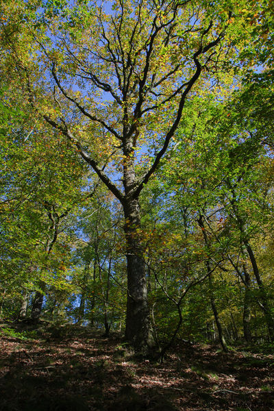 2011-10-16-0050.jpg