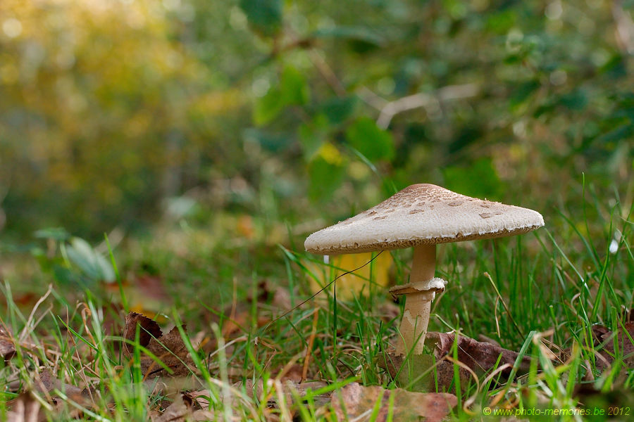 2012-10-19-0005.jpg