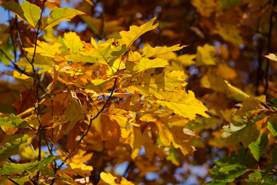 2012-10-21-0039.jpg