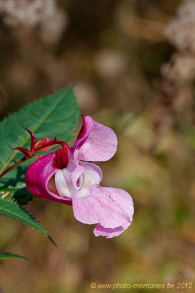 2012-10-21-0041.jpg