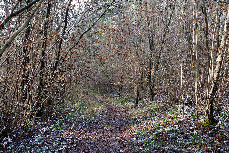 2013-01-12-0008.jpg