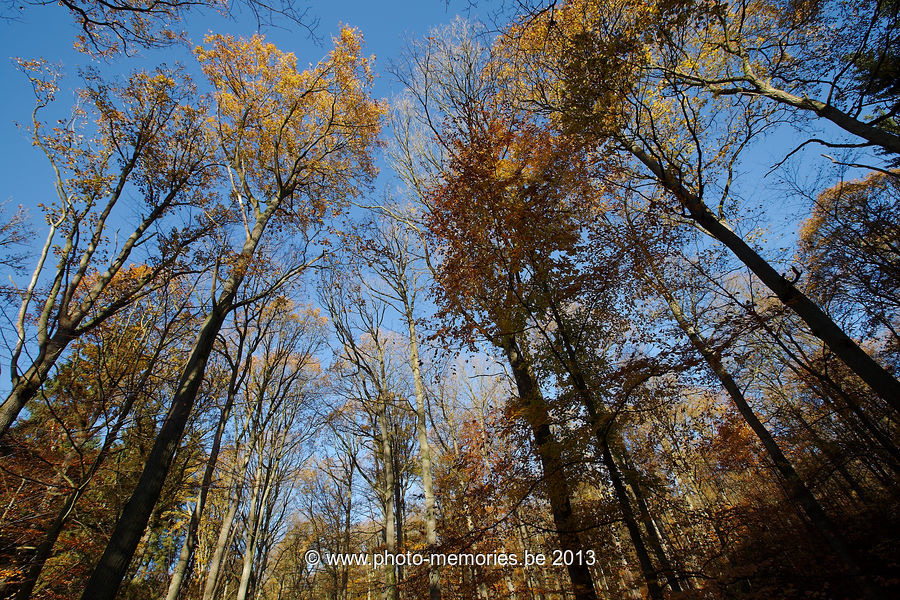 2013-11-11-0067.jpg
