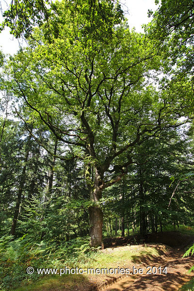 2014-08-16-0032.jpg