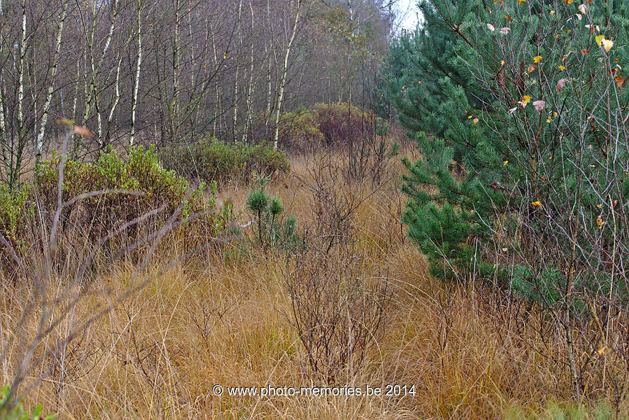2014-11-11-0076.jpg