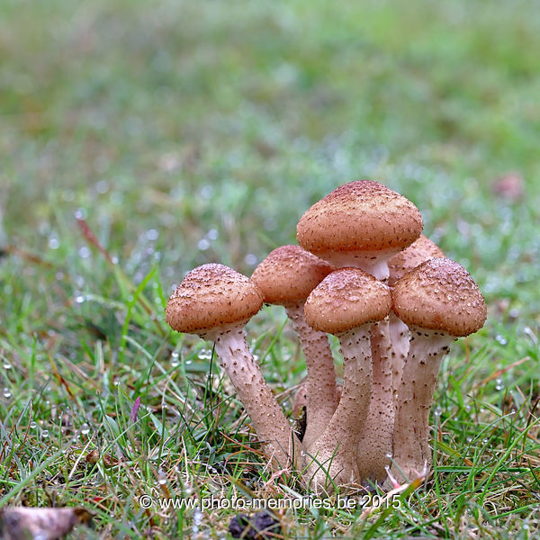 2015-10-19-0045.jpg