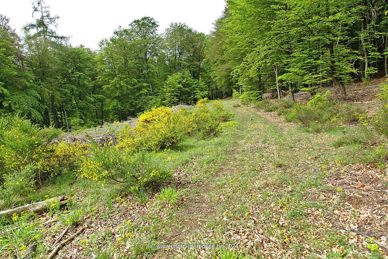 2016-05-17-0098.jpg