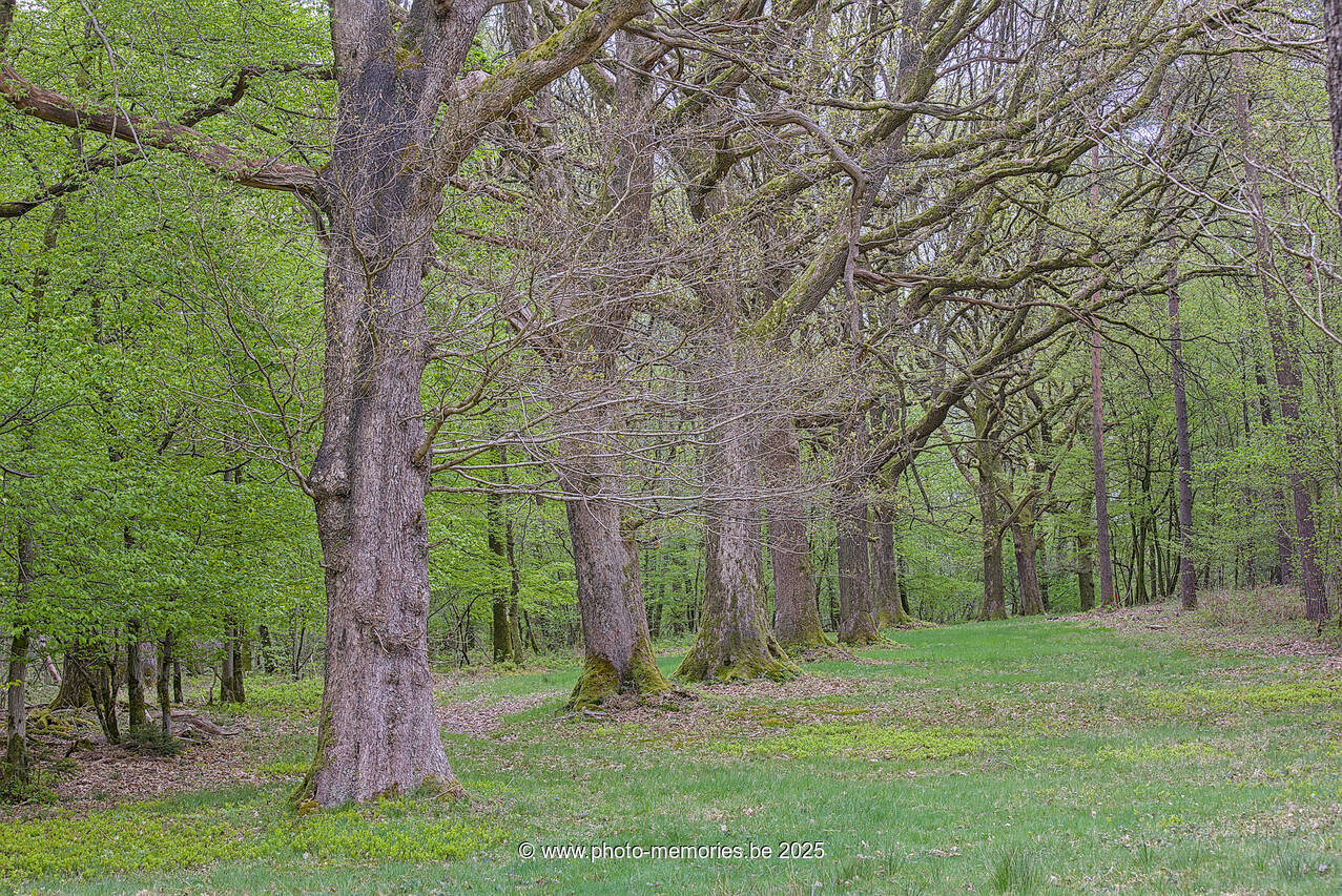 2025-04-20-0009.jpg