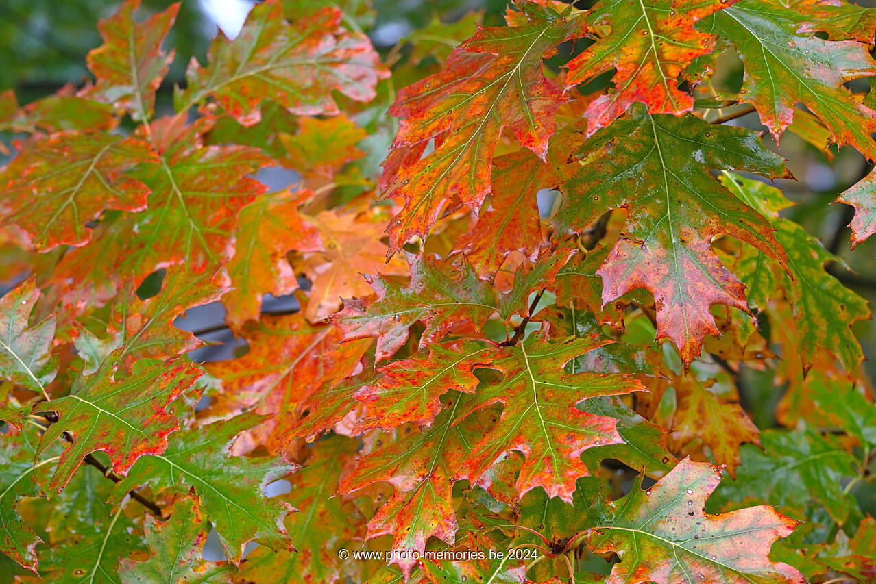 2016-10-23-0010.jpg